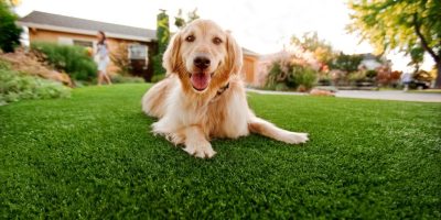 Synthetic Grass For Dogs San Diego, Artificial Lawn Dog Run Installation