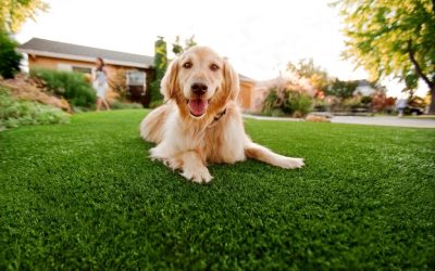 Synthetic Grass For Dogs San Diego, Artificial Lawn Dog Run Installation